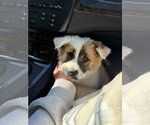 Small #3 Chow Chow Mix