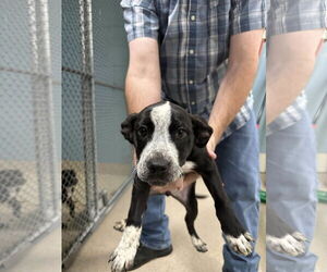 Pointer-Unknown Mix Dogs for adoption in Woodbury, NY, USA