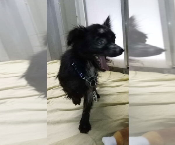 Medium Photo #2 Chihuahua-Unknown Mix Puppy For Sale in Foristell, MO, USA
