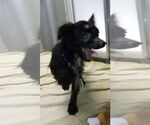 Small #1 Chihuahua Mix