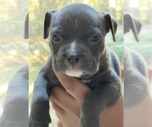 American Bully Puppy for sale in MACON, GA, USA