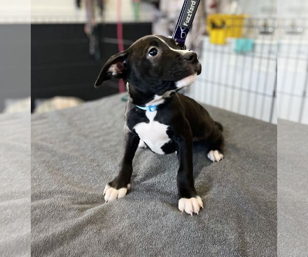 Medium Photo #2 American Pit Bull Terrier-American Staffordshire Terrier Mix Puppy For Sale in Caribou, ME, USA