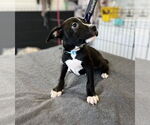 Small #1 American Pit Bull Terrier-American Staffordshire Terrier Mix