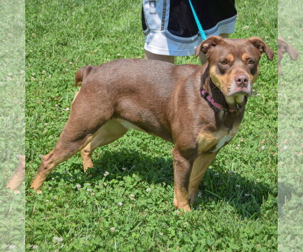Medium Photo #2 Chocolate Labrador retriever-Rottweiler Mix Puppy For Sale in Huntley, IL, USA