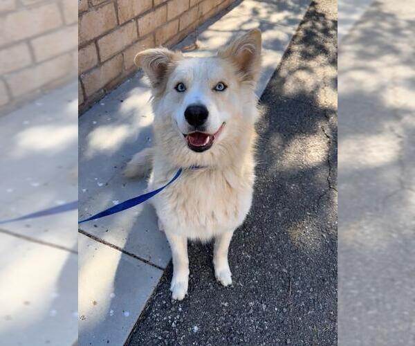 Medium Photo #1 Akita-Unknown Mix Puppy For Sale in Big Bear City, CA, USA