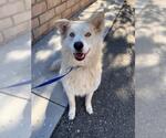 Small Akita Mix