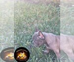 Puppy 4 French Bulldog