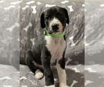 Puppy Light Green Great Dane