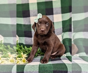 Labrador Retriever Puppy for sale in NEW FREEDOM, PA, USA