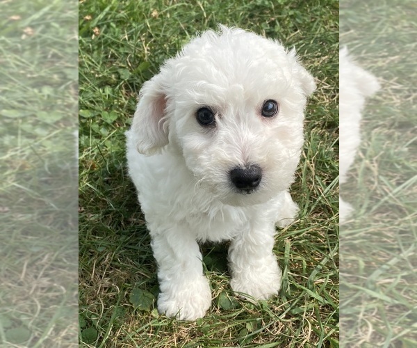 Medium Photo #5 Bichon Frise Puppy For Sale in CANOGA, NY, USA