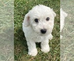 Small #4 Bichon Frise