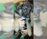 Small Photo #6 German Shepherd Dog Puppy For Sale in CRESWELL, OR, USA
