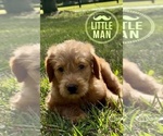 Puppy 1 Labradoodle