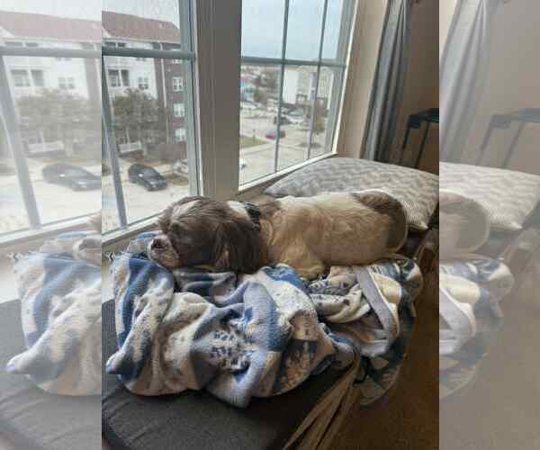 Medium Photo #6 Shih Tzu Puppy For Sale in Gulfport, MI, USA