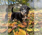 Small Photo #2 Mutt Puppy For Sale in Duluth, MN, USA