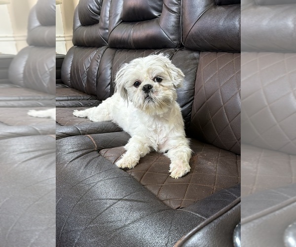 Medium Photo #1 Shih Tzu Puppy For Sale in GLENDALE HEIGHTS, IL, USA