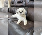 Small Photo #1 Shih Tzu Puppy For Sale in GLENDALE HEIGHTS, IL, USA