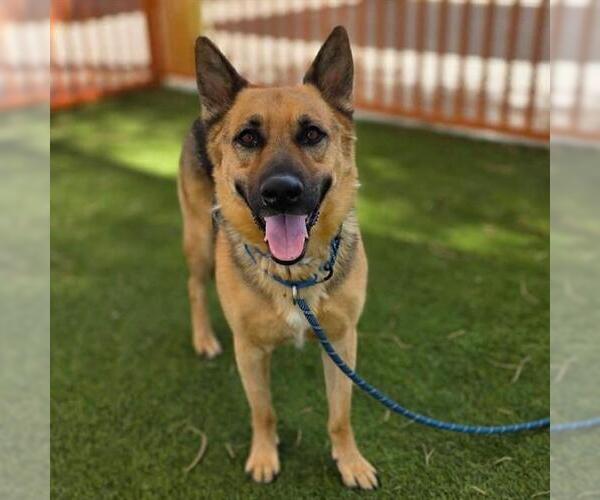 Medium Photo #1 German Shepherd Dog-Unknown Mix Puppy For Sale in Las Vegas, NV, USA