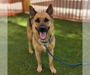 German Shepherd Dog-Unknown Mix Dogs for adoption in Las Vegas, NV, USA