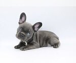 Small Photo #3 French Bulldog Puppy For Sale in GREAT FALLS, VA, USA
