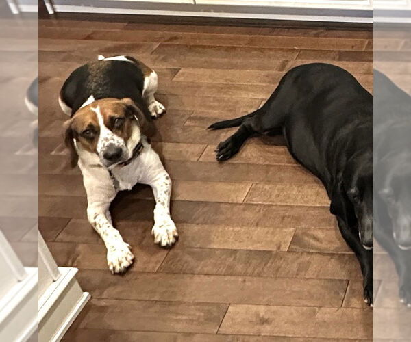 Medium Photo #3 Bagle Hound Puppy For Sale in Deepwater, NJ, USA