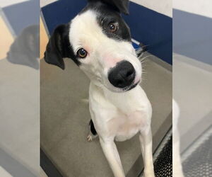 Medium Border Collie Mix