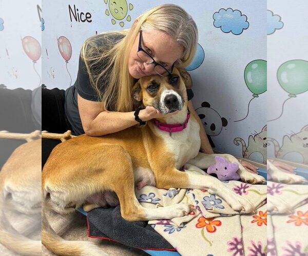 Medium Photo #2 Anatolian Shepherd Puppy For Sale in GILBERTS, IL, USA