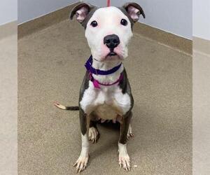 American Pit Bull Terrier Dogs for adoption in Aurora, CO, USA