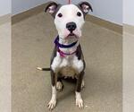 Small American Pit Bull Terrier