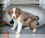 Small #2 Australian Shepherd