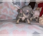 Small Photo #4 French Bulldog Puppy For Sale in FREMONT, CA, USA