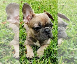 French Bulldog Puppy for sale in TAMPA, FL, USA