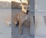 Small #1 Labrador Retriever Mix