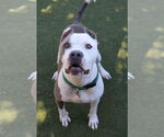 Small #2 American Bulldog Mix