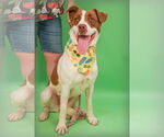 Small #2 English Foxhound-Labrador Retriever Mix