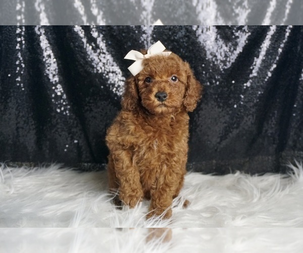 Medium Photo #2 Poodle (Miniature) Puppy For Sale in WARSAW, IN, USA