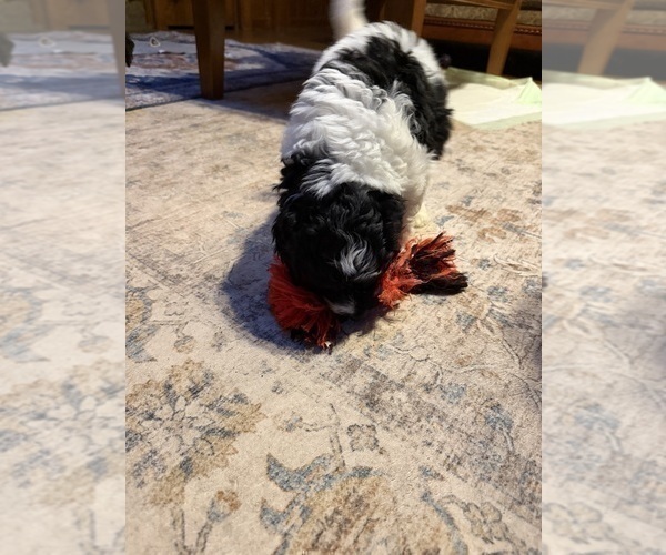 Medium Photo #21 Aussiedoodle Puppy For Sale in ASHEVILLE, NC, USA