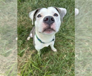 American Pit Bull Terrier-Unknown Mix Dogs for adoption in Germantown, OH, USA