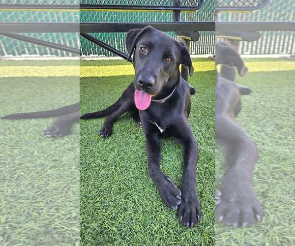 Medium Photo #3 Labrador Retriever-Unknown Mix Puppy For Sale in San Diego, CA, USA