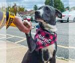 Small #51 American Pit Bull Terrier Mix