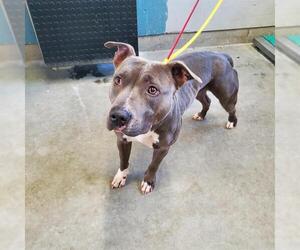 American Pit Bull Terrier Dogs for adoption in Camarillo, CA, USA