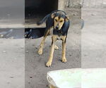 Small Labrador Retriever Mix