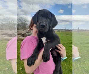 Great Dane Puppy for sale in GREENVILLE, OH, USA