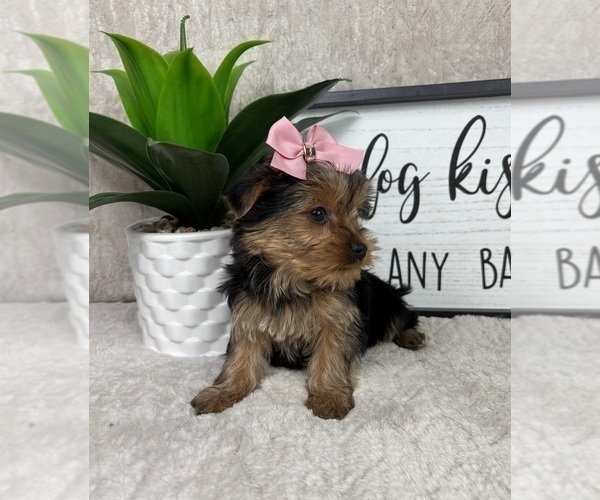 Medium Photo #3 Yorkshire Terrier Puppy For Sale in FRANKLIN, IN, USA