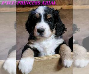 Bernedoodle Puppy for sale in WASHINGTON, IA, USA