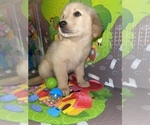 Small Photo #5 Golden Retriever Puppy For Sale in HOUSTON, TX, USA