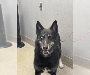Siberian Husky-Unknown Mix Dogs for adoption in Las Vegas, NV, USA