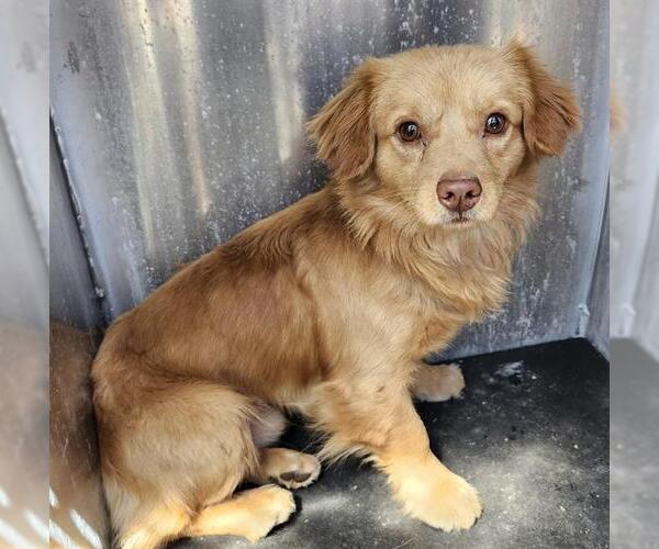 Medium Photo #1 Mutt Puppy For Sale in San Antonio, TX, USA