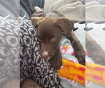 Small #4 Labrador Retriever Mix