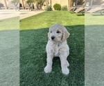 Small Photo #105 Goldendoodle Puppy For Sale in PHOENIX, AZ, USA